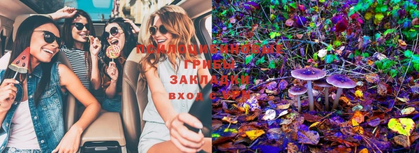 прущие грибы Вязьма