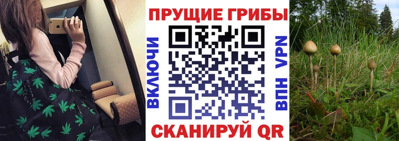 Купить где  Каменногорск  Галлюциногенные грибы Psilocybe 